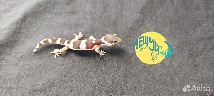 Геккон эублефар