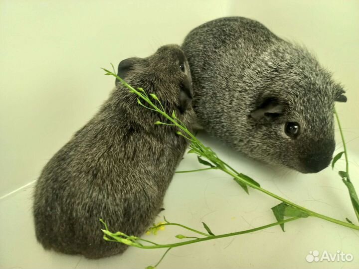 Морская свинка