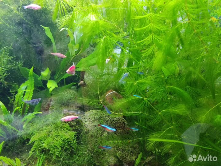 Аквариумные рыбки и растения