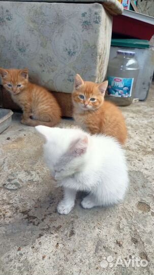 Котята в добрые руки