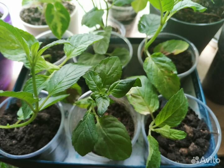 Сортовая мята Блек Митчем, мята Мандариновая