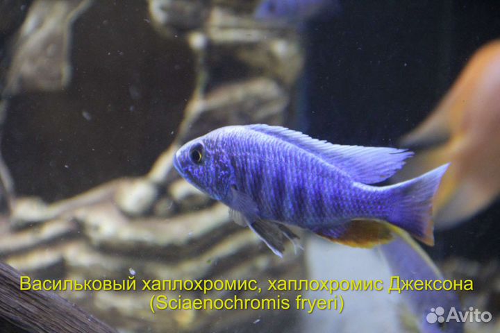Цихлиды и другая рыба