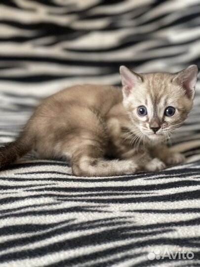 Бенгальский котенок угольный минк