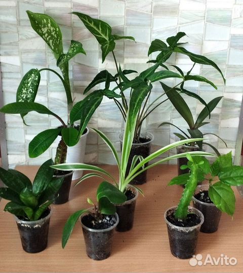 Домашние цветы, рассада в стаканчиках