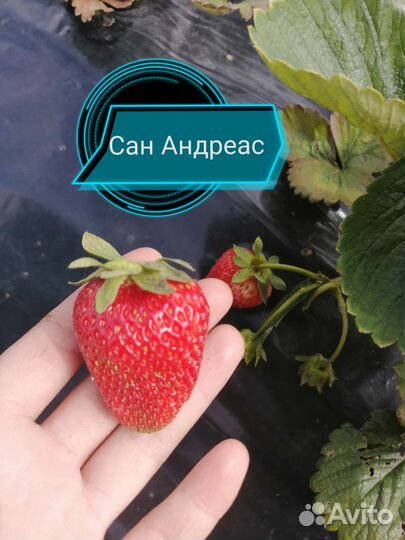 Рассада клубники