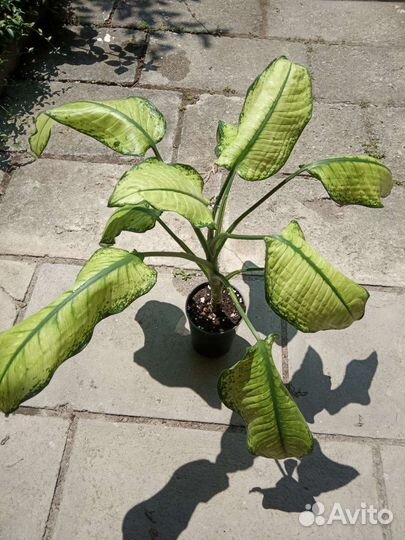 Диффенбахия