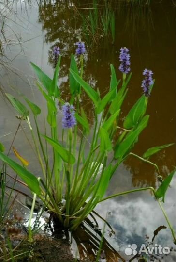 Понтедерия