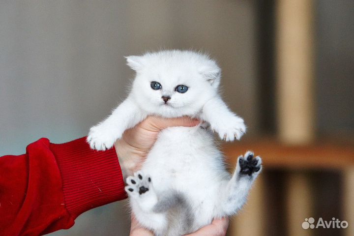 Британские котята серебристые шиншиллы