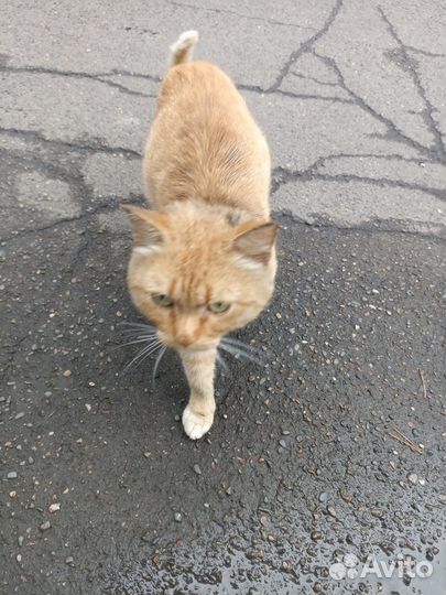 Кот ищет дом