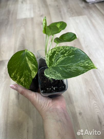 Ампельные набором цветы