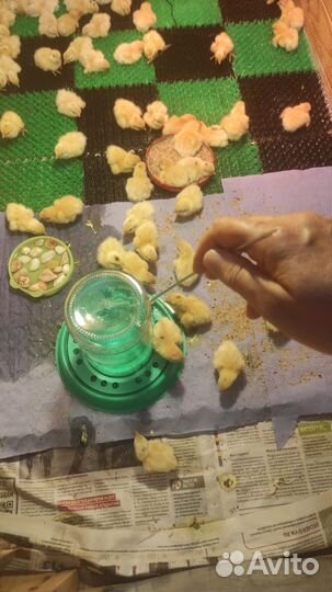 Яйца перепелиные