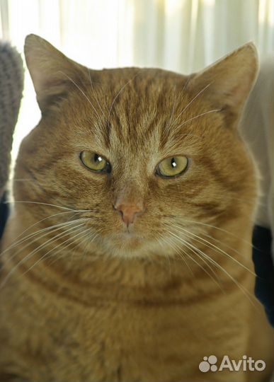 Рыжий кот Султан