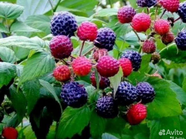 Растения:Ежевика, Малина, Ежемалина