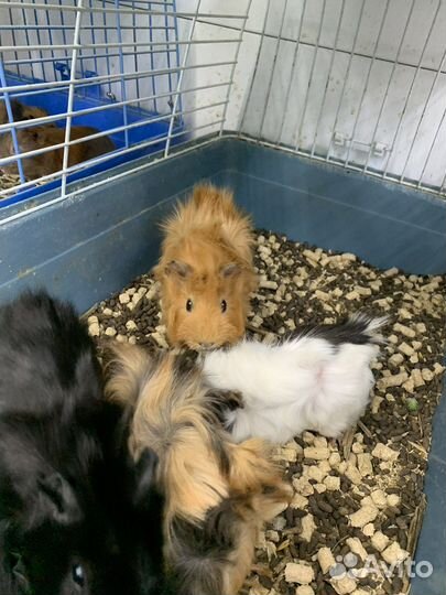 Морская свинка