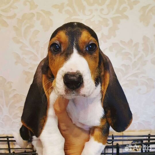 Артезианский нормандский бассет