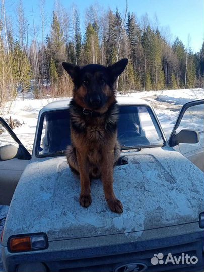 Немецкая овчарка