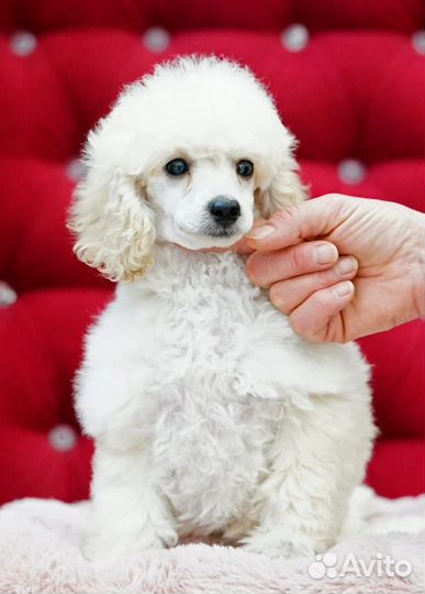 Миниатюрный пудель