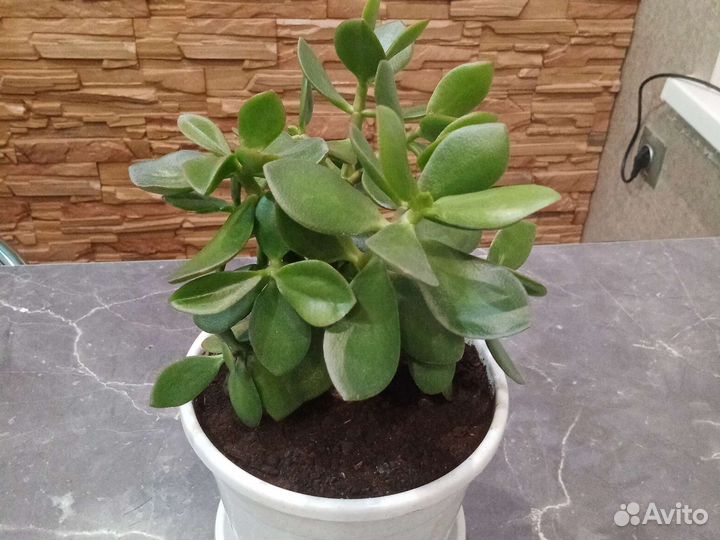 Толстянка, крассула, денежное дерево