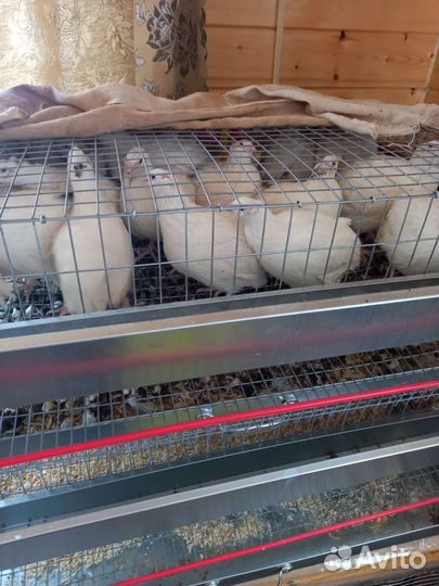 Инкубационное яйцо Техасского перепела