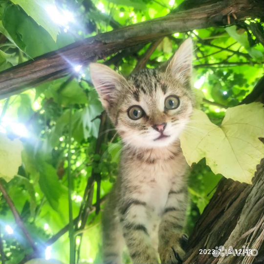 Котенок с прививкой