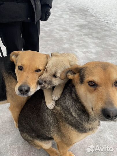 Собаки в добрые руки