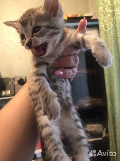 Британские котята