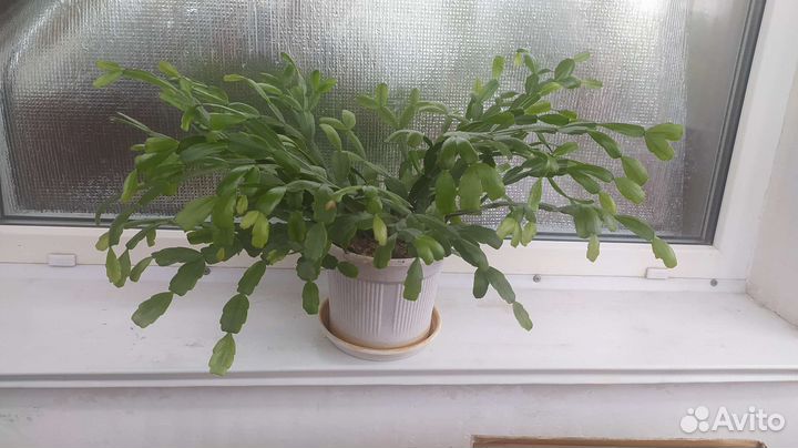 Цветок декабрист