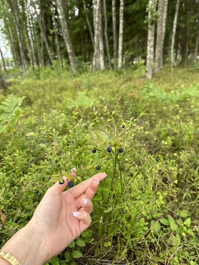 Участок 12,6 сот. (ИЖС)