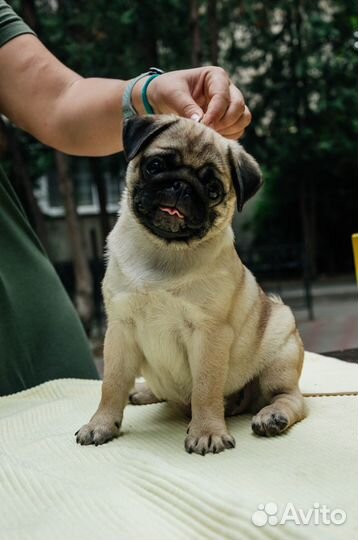 Щенки мопса