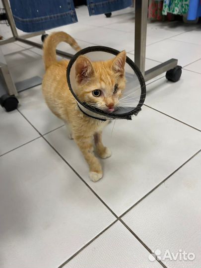Золотой котенок