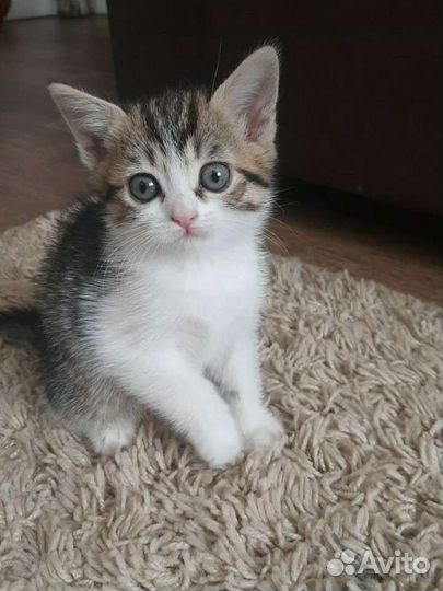 Кошка в дар