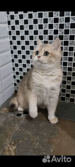 Голубая девочка