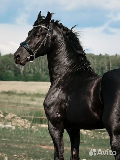 Фризская мечта