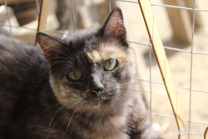 Кошка Злата