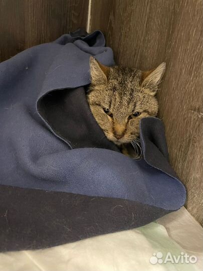 Бася уличная кошечка