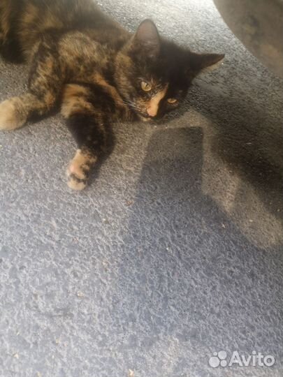 Кошка. Ищем хозяев