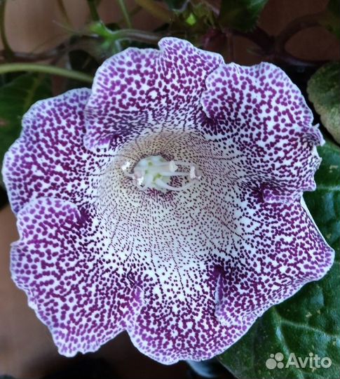 Комнатные цветы Глоксиния