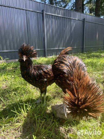 Падуан зотото/серебро/толбунт петухи