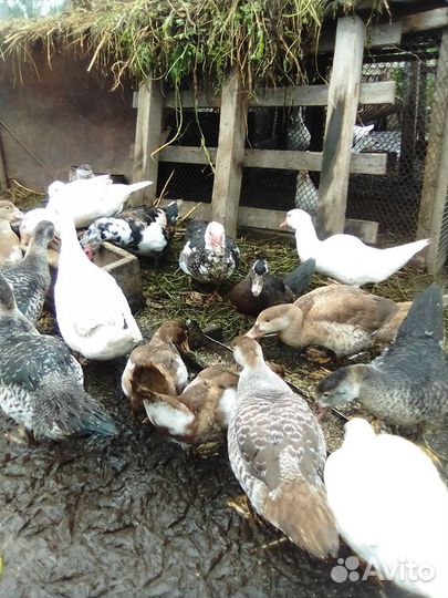 Продам индоутки