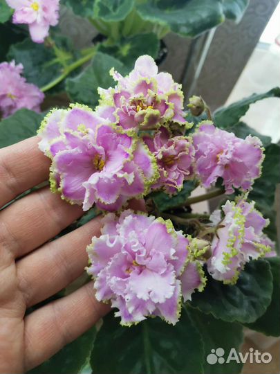 Фиалки сортовые