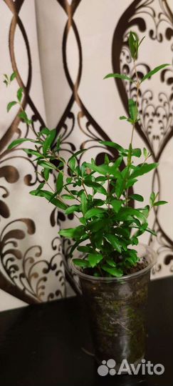 Комнатный мини гранат Нана