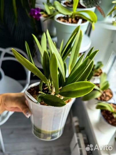 Орхидея каттлея