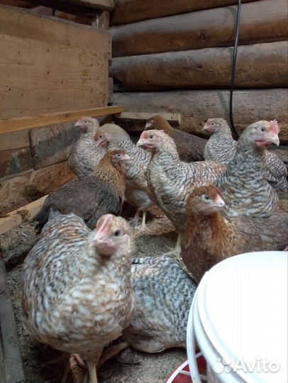 Куры молодки