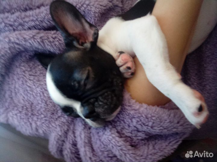 Французский бульдог щенки