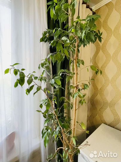 Фикус бенджамина большой