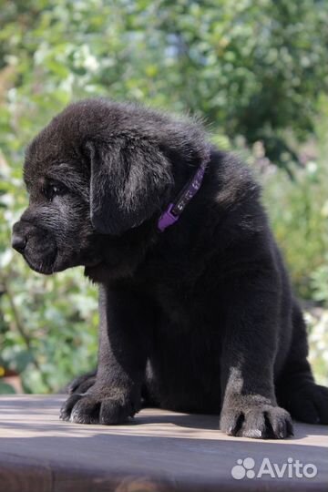 Девочки испанского мастифа