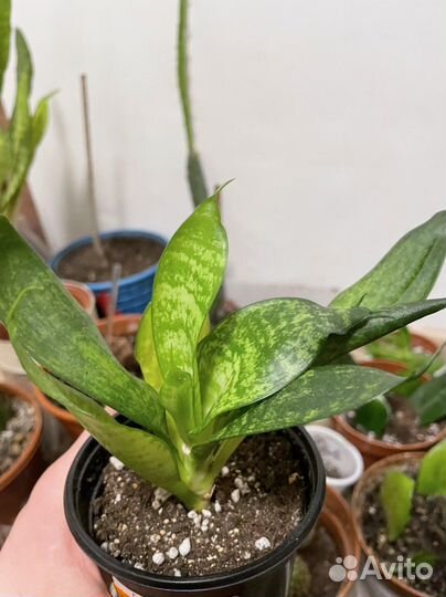 Цветы домашние в горшках