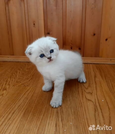 Шотландские вислоухие котята