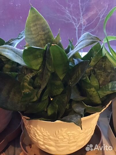 Щучий хвост и Ханни