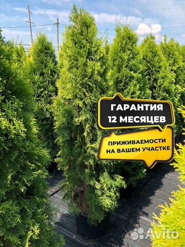 Туи в ассортименте: Колумна, Брабант, Смарагд